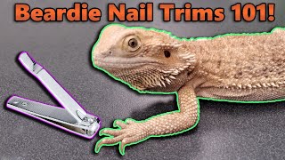 How to Trim your Bearded Dragons Nails [upl. by Ajidahk]