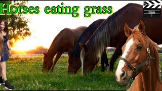 Horses Eating Grass [upl. by Eniksre]