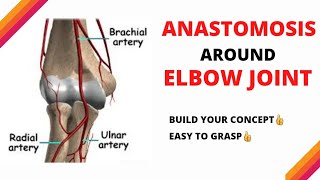 Anastomosis around Elbow Joint  easy explanation  LOVE FOR ANATOMY [upl. by Havard]