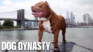 The Best Of Hulk The Giant Pitbull  DOG DYNASTY [upl. by Crystie96]