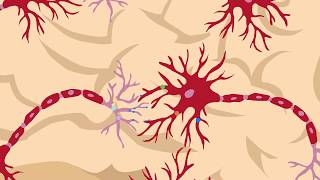 A spineautonomous BDNFTrkB signalling loop critical for synaptic plasticity [upl. by Dorreg596]