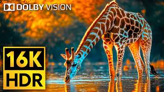 16K VIDEO ULTRA HD Dolby Vision HDR 120fps  Cutest Animals of The World Wildlife BGM [upl. by Peony]