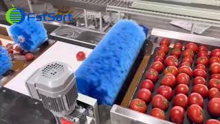 Línea de envasado de tomates FstSort clasificador de frutas por peso máquina procesadora de frutas [upl. by Nnagrom]