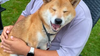 Is it legal to be this cute Shiba Inu cuddling 20 shibainu [upl. by Aro]