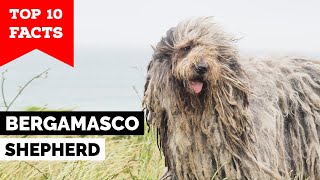 Bergamasco Shepherd  Top 10 Facts [upl. by Ginelle]