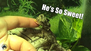 How To Take Care of a Frilled Dragon 🐉 And Why You Need One in Your Life [upl. by Lladnyk78]