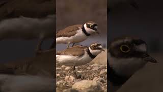 The little ringed plover Charadrius dubius [upl. by Nailij]