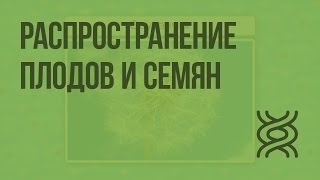 Распространение плодов и семян Видеоурок по биологии 6 класс [upl. by Yrral]