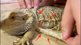 Bearded Dragon Shedding Skin Then Eats It [upl. by Adnalram]