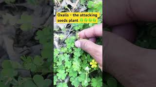 OXALISThe attacking seeds plant🍀botanybiologyflorafaunasciencesciencefactsviralvideo🍀🍀 [upl. by Gnoy903]