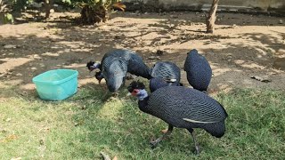 Crested Guinea fowl the exvlusive crested Guinea fowlbirds guineafowl cutebirds birds [upl. by Anir]