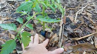 A Simple Trick To Beat Cutworms ORGANICALLY [upl. by Ademla]