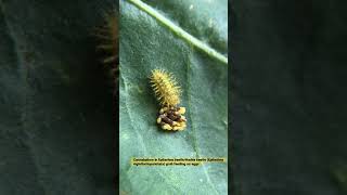 Cannabalism in Epilachna beetleHadda beetle Epilachna vigintioctopunctata grub feeding on eggs [upl. by Avot]