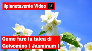 Come riprodurre il Gelsomino con la talea  jasminum [upl. by Nylegna]