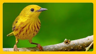 Birds Chirping in Nature – Soothing Music for Meditation amp Relaxation [upl. by Annaujat44]