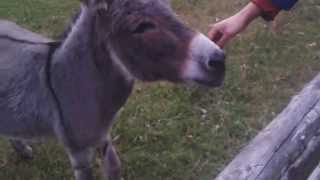 Super cute tiny donkey is happy to see us  Braying donkey [upl. by Perseus183]