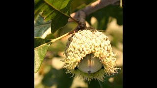 How to identify bur oak Quercus macrocarpa [upl. by Egbert]