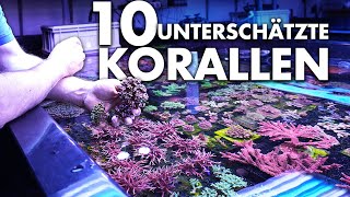 10 unterschätzte Korallen für dein MEERWASSERAQUARIUM  Fauna Marin [upl. by Kcirdlek]