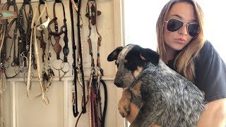 Barrel Racing Vlog  tack room tour  Hannah Beth Virginia [upl. by Ellynn]