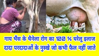 थनैला रोगा का 100 रामबाण घरेलूू उपचार Mastitis Treatment 👍 Thanela rog ka upchar [upl. by Dorthy]