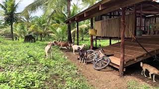 Goat Farm  Calauag Quezon [upl. by Courtund]