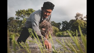 History of Agrarian Reform Philippines [upl. by Katharine]