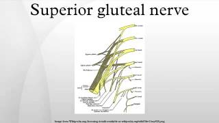 Superior gluteal nerve [upl. by Andree]