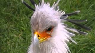 secretarybird [upl. by Brandie675]