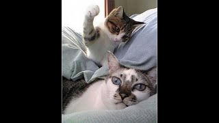 Cats Who Slap PART 3 A Compilation [upl. by Cosma]