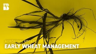 Early Wheat Management  Becks Agronomy Update [upl. by Kizzee]