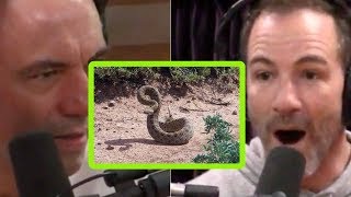 Joe Rogan and Bryan Callen Freak Out About Rattlesnakes [upl. by Kilbride]