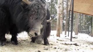 Alaska Zoo Yaks [upl. by Stanleigh]