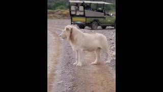 White lions at Sanbona Wildlife Reserve [upl. by Hornstein]