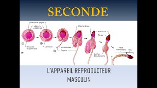 lappareil reproducteur masculin [upl. by Malkin345]