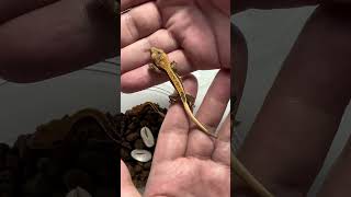 New Crested geckos hatching [upl. by Belamy]