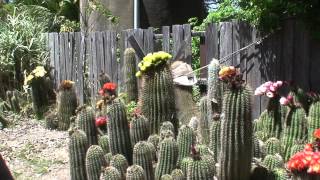 Joylenes cactus garden [upl. by Corkhill934]