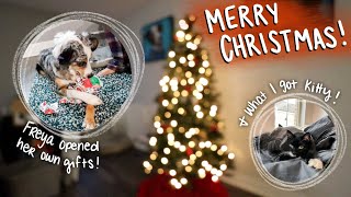 Freya Opened Her Own Gifts  What I Got Kitty For Christmas  vlogmas day 25 [upl. by Olzsal492]