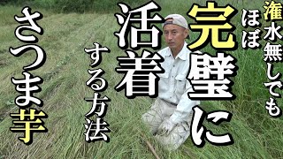 【自然農】究極の草マルチ利用 潅水なしでも さつま芋がほぼ完璧に活着する方法2021年5月30日【natural farming】 [upl. by Arehahs]