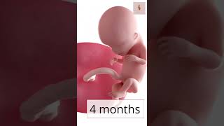 Fetal Development month by month baby pregnancy pregnancystages [upl. by Gaulin]