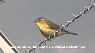 Natur am EuroAirport Zugvögel [upl. by Yadsnil]