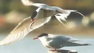 Arctic Tern Facts 24 facts about Arctic Terns [upl. by Randee618]