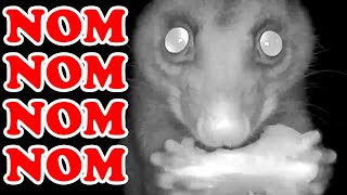 Cute Possum Nom Nom Nom Filtered Eating Sounds Only ANIMAL ASMR [upl. by Motteo]