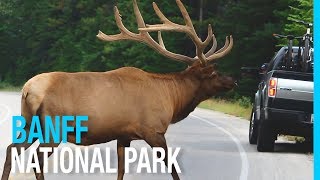 BANFF NATIONAL PARK amp LAKE LOUISE RV LIFE IN CANADA [upl. by Aihsilat262]