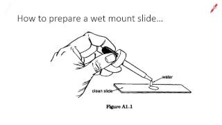 How to prepare a wet mount slide [upl. by Nedac960]