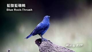 藍腹藍磯鶇  Blue Rockthrush [upl. by Ardnaeel940]