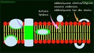 Błona komórkowa cz2  błony plazmatyczne plazmolema fosfolipidy [upl. by Benjy284]