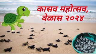 कासव महोत्सव वेळास🐢Turtle FestivalVelas 2024🐢 [upl. by Nwaf]