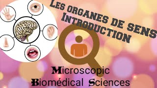 Histologie des organes de sens [upl. by Ahsa163]