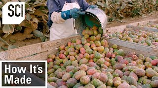 How Its Made Cactus Pear Puree [upl. by Ayiotal612]