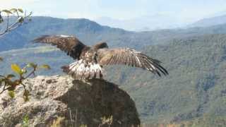 Liberación Águila Real  SEDENASEMARNAT La Yesca Nayarit [upl. by Terti]